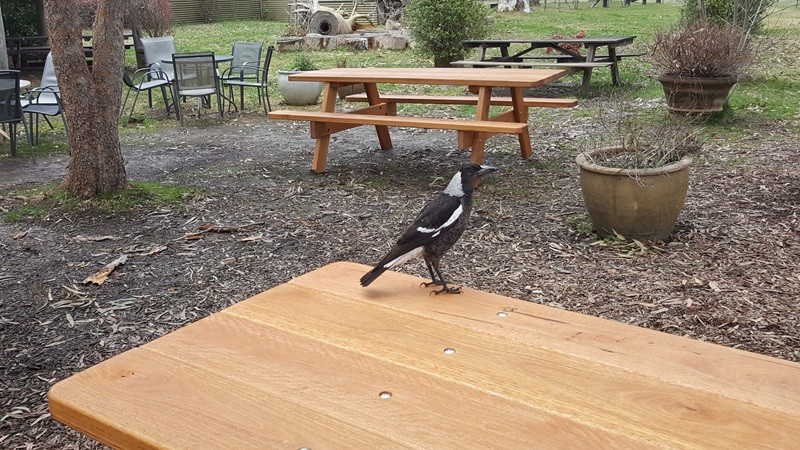 Magpie sitting on an Australian made hardwood outdoor setting